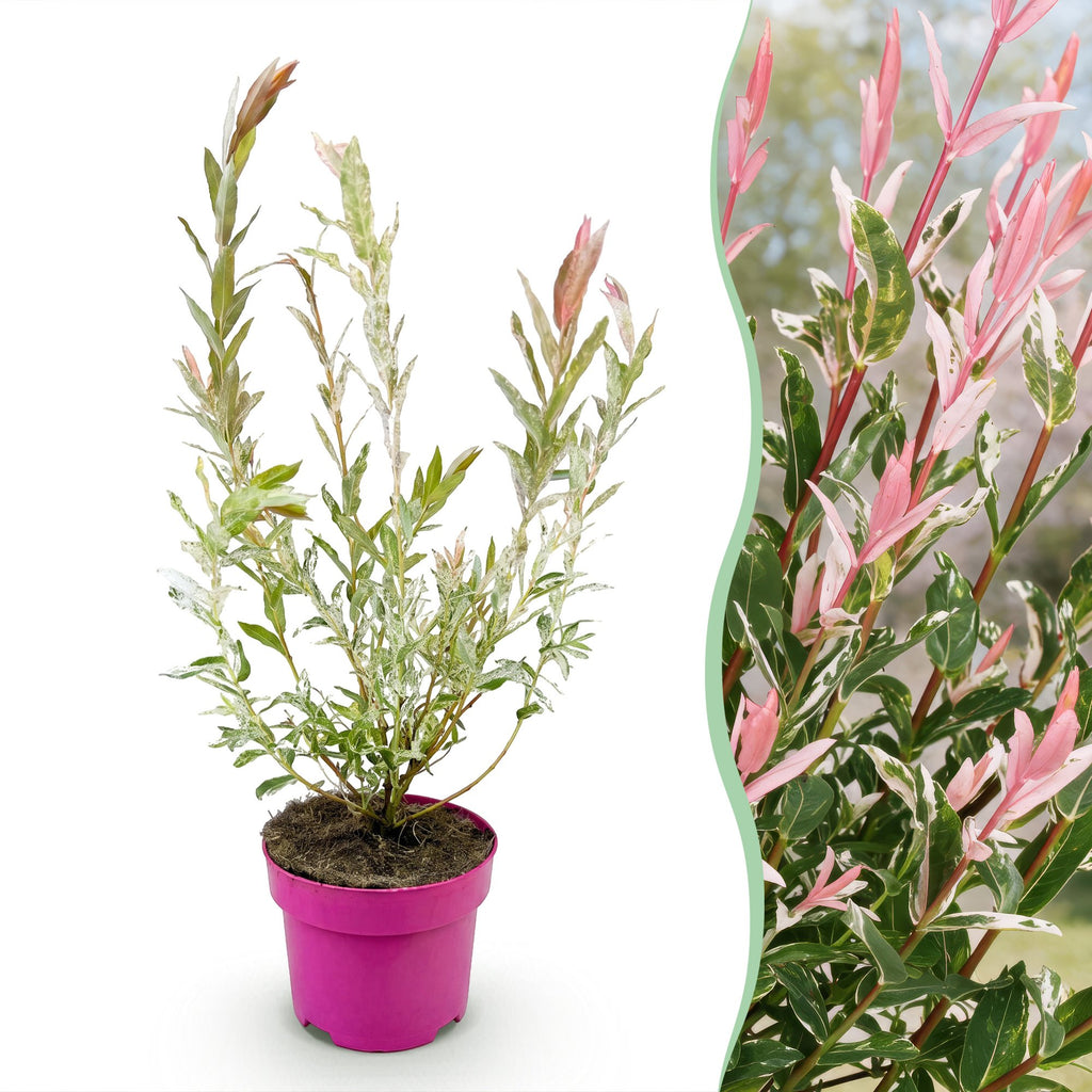 Salix 'Flamingo' (wilg) – Ø17 cm, 40–50 cm hoog