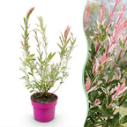 Salix 'Flamingo' (wilg) – Ø17 cm, 40–50 cm hoog