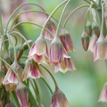 Siciliansk honningløg (Allium siculum) – 30 blomsterløg (løgstørrelse 8/10)