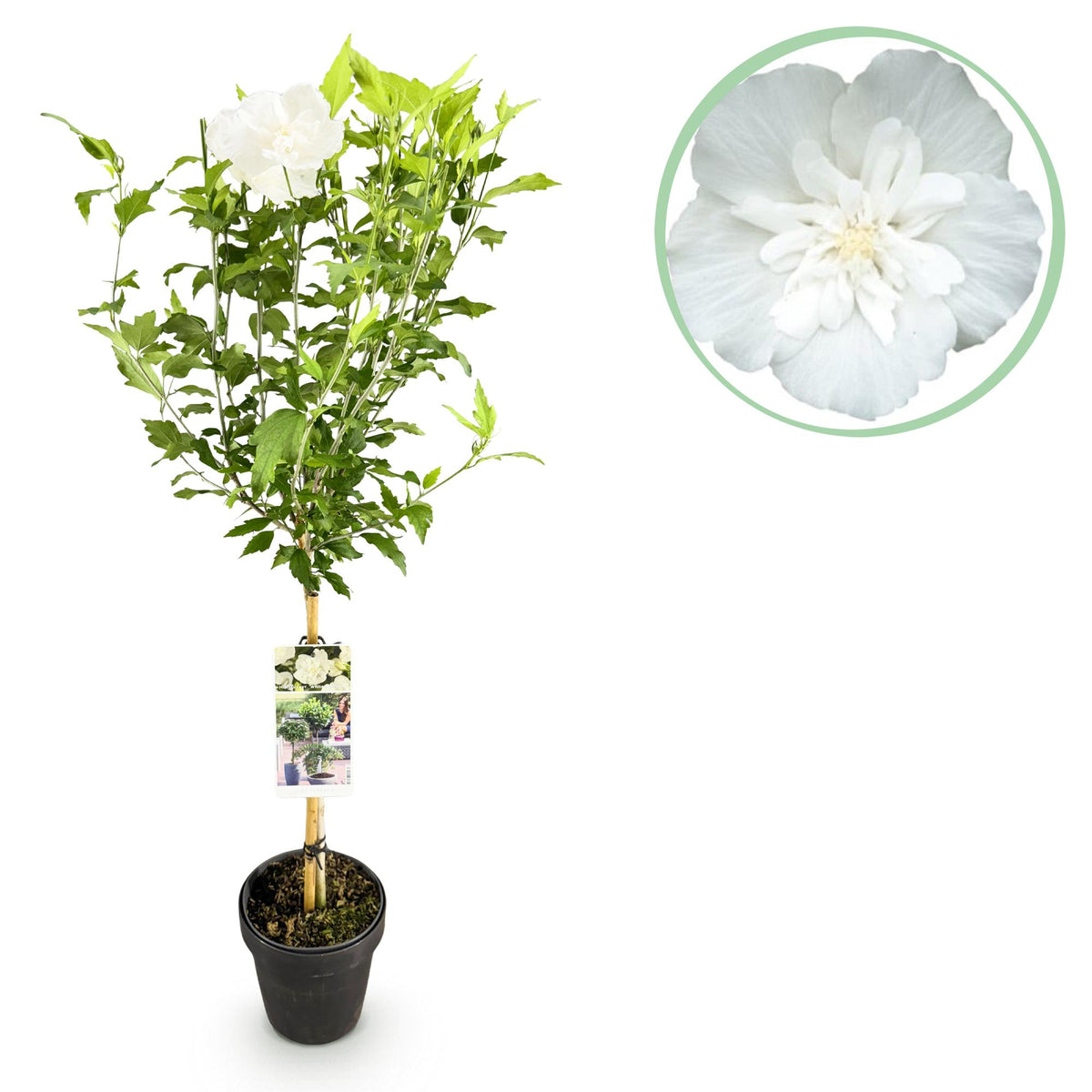 Hibiscus syriacus 'White Chiffon' (tuinhibiscus) op stam – Ø19 cm, 90 cm hoog