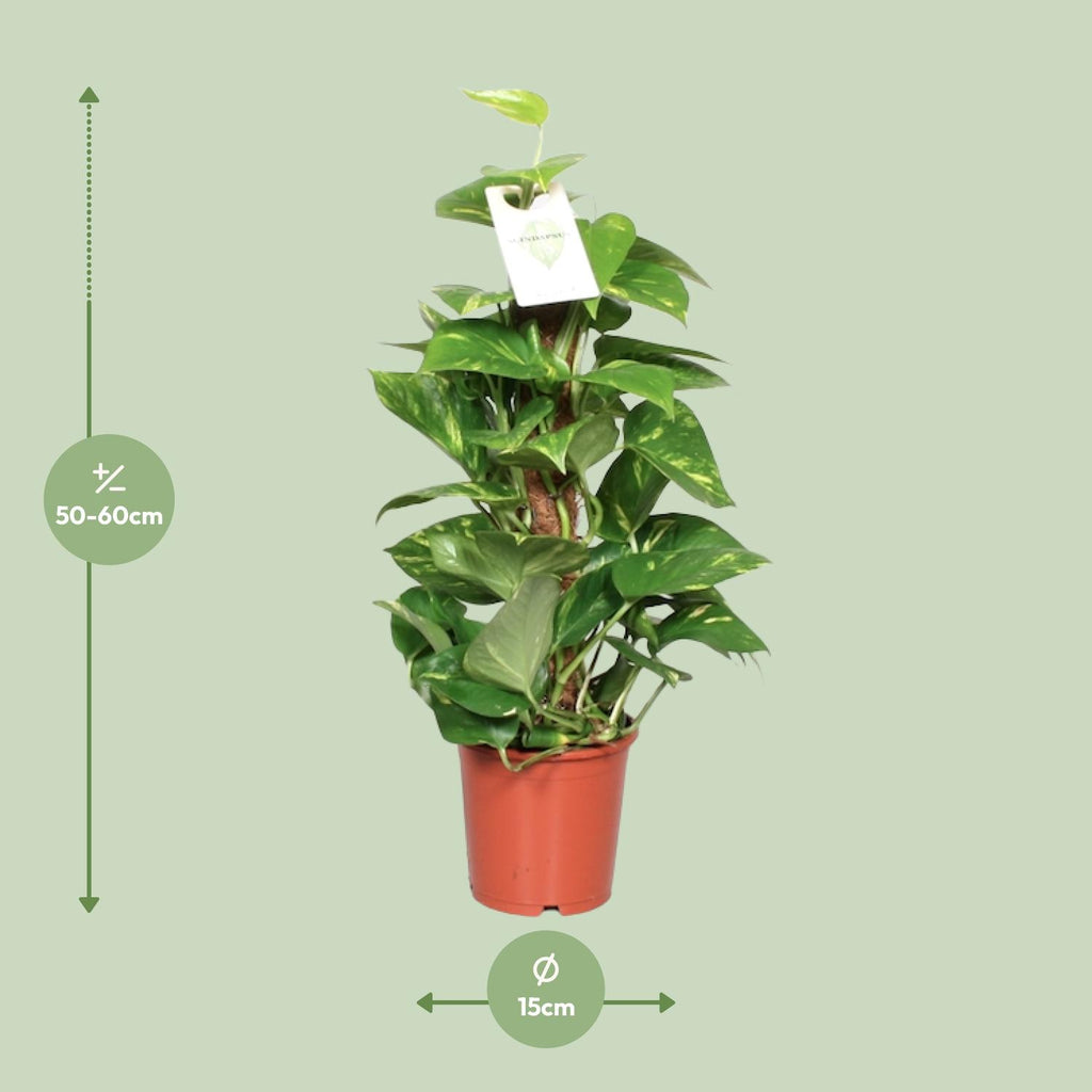 Epipremnum Pinnatum 60cm (scindapsus) – Ø15 cm, 60 cm hoog
