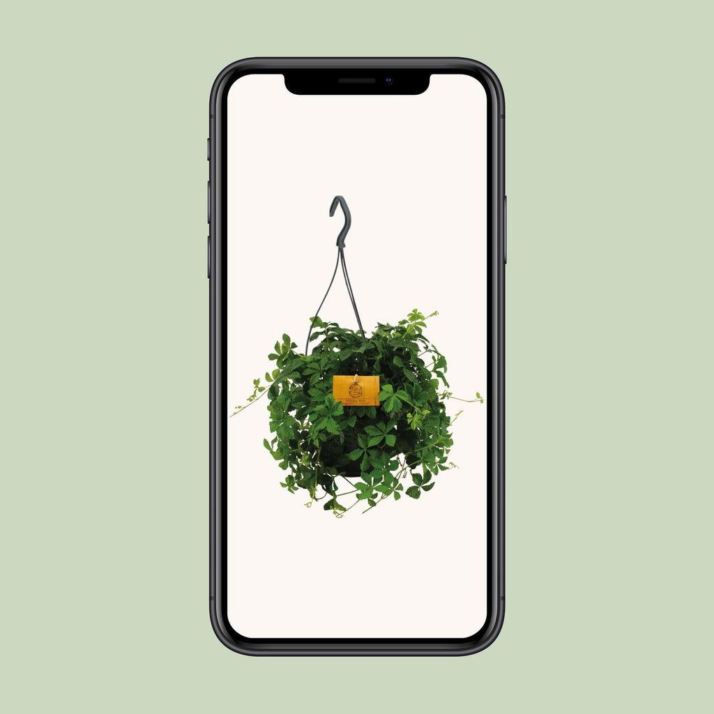 Parthenocissus striata Hængeplante – Ø15 cm, 15 cm høj