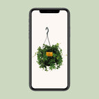 Parthenocissus striata Hængeplante – Ø15 cm, 15 cm høj