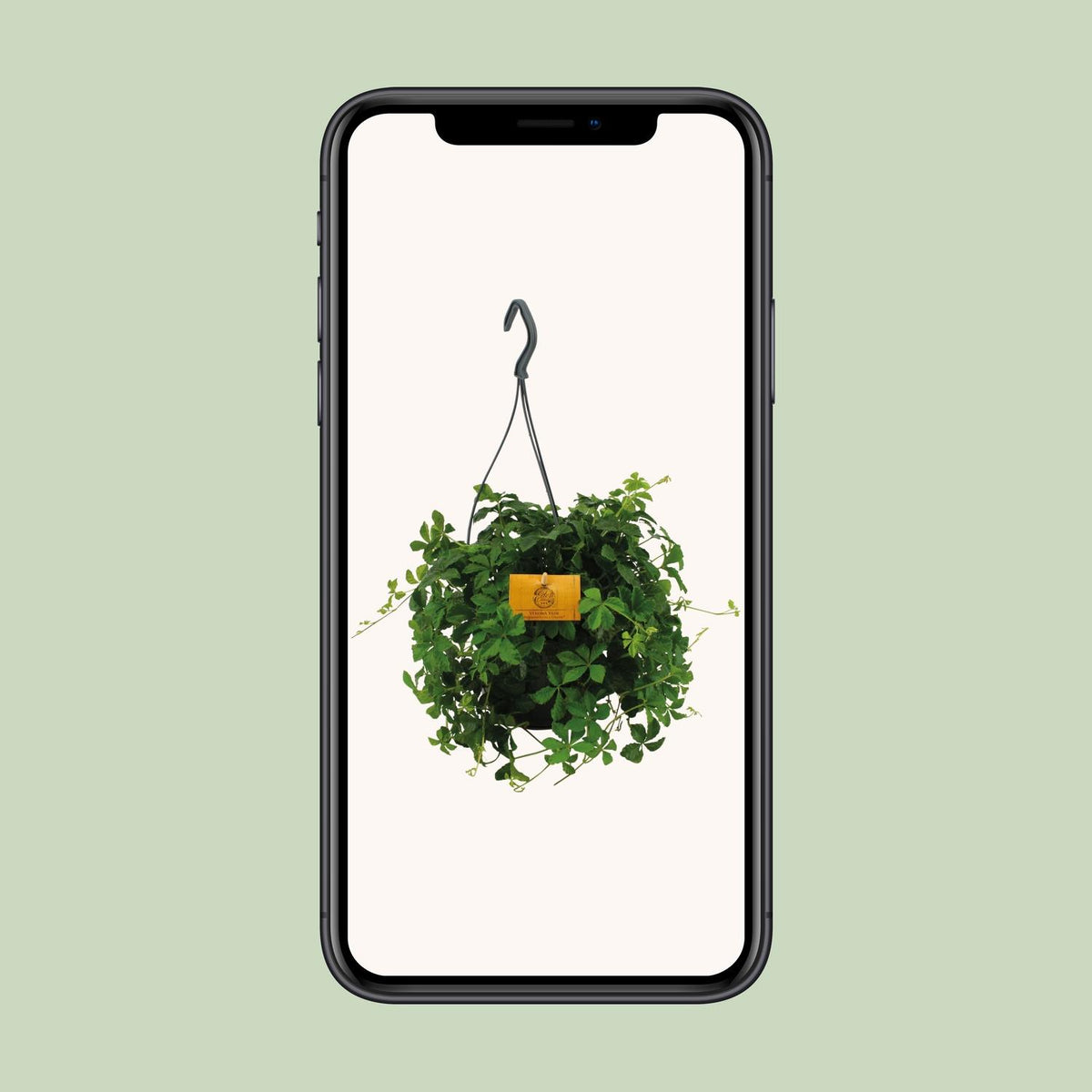 Parthenocissus striata Hængeplante – Ø15 cm, 15 cm høj