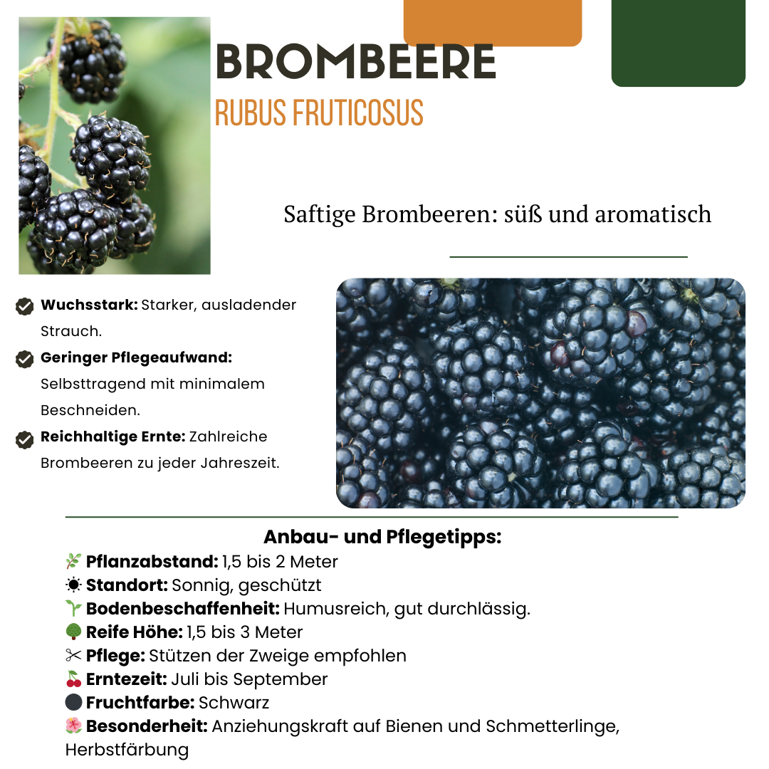 Framboisier (Rubus fruticosus) biologique – 3 plants, Ø13 cm, 20 cm de haut – photo 7
