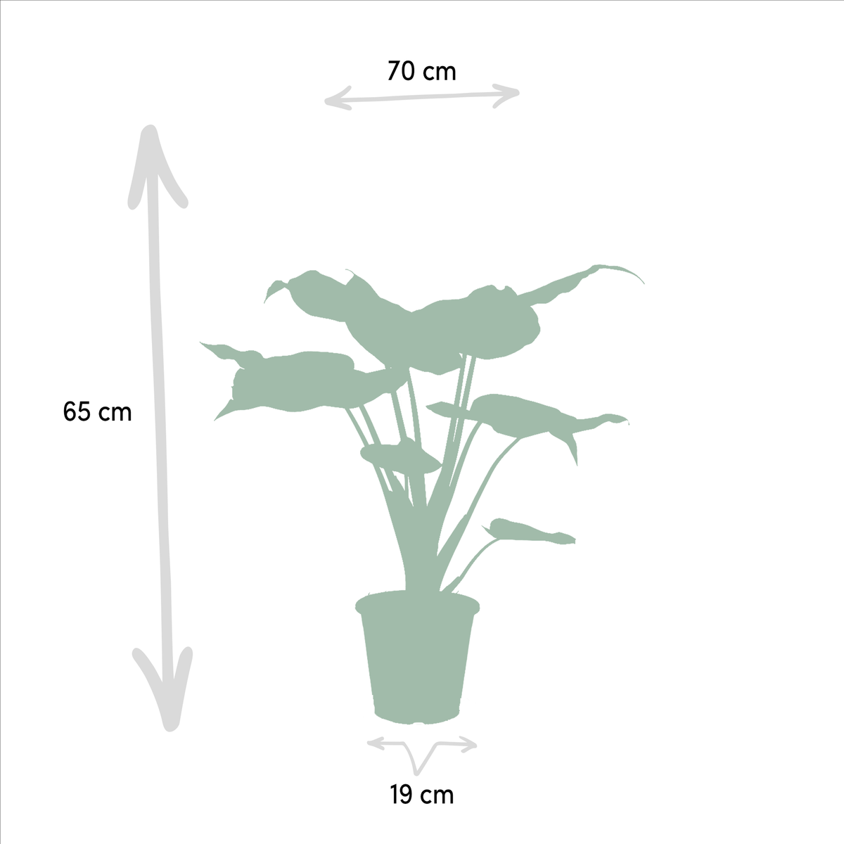 Alocasia Lauterbachiana (oreille d'éléphant) – Ø19 cm, 60 cm de haut
