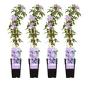 Clematis 'Justa' (grimpette) – 4 plantes, Ø15 cm, 65 cm de haut