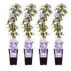 Clematis 'Justa' (grimpette) – 4 plantes, Ø15 cm, 65 cm de haut