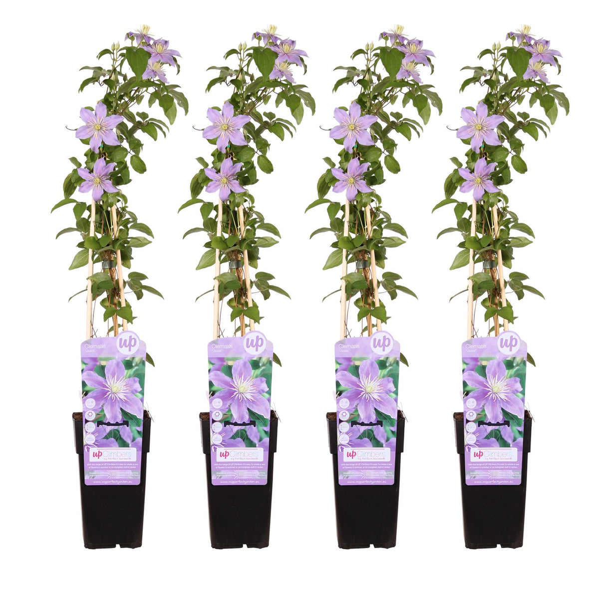 Clematis 'Justa' (bosrank) – 4 planten, Ø15 cm, 65 cm hoog