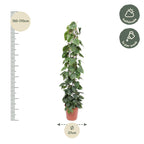 Grillage pour Philodendron scandens – Ø27 cm, 160 cm de haut
