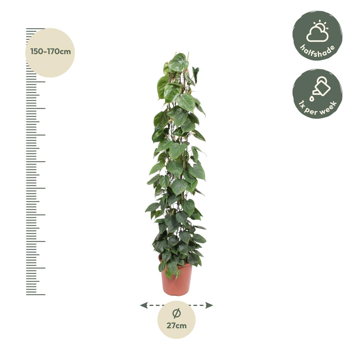 Grillage pour Philodendron scandens – Ø27 cm, 160 cm de haut