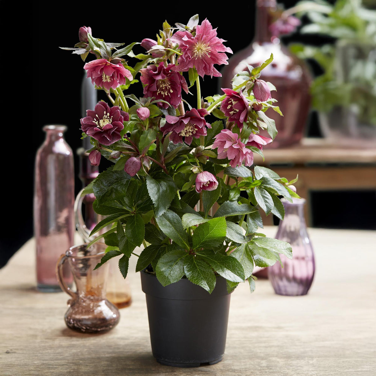 Helleborus orientalis 'Double Ellen Red' (Christrose) – 2 Pflanzen, Ø 14 cm, 35 cm hoch