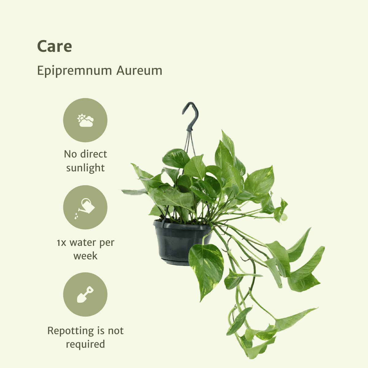 2× Epipremnum aureum (scindapsus) – Ø15 cm, 25 cm de haut