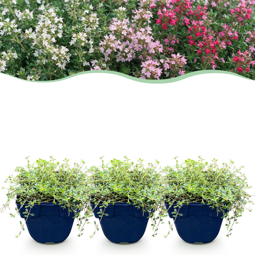 Timian 'Tricolour' (tym) – rosa-rød-hvid – 12 planter, Ø11 cm, 15–25 cm høj