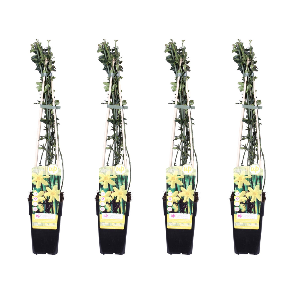 Jasminum nudiflorum (jasmine) – 4 plants, Ø15 cm, 65 cm high