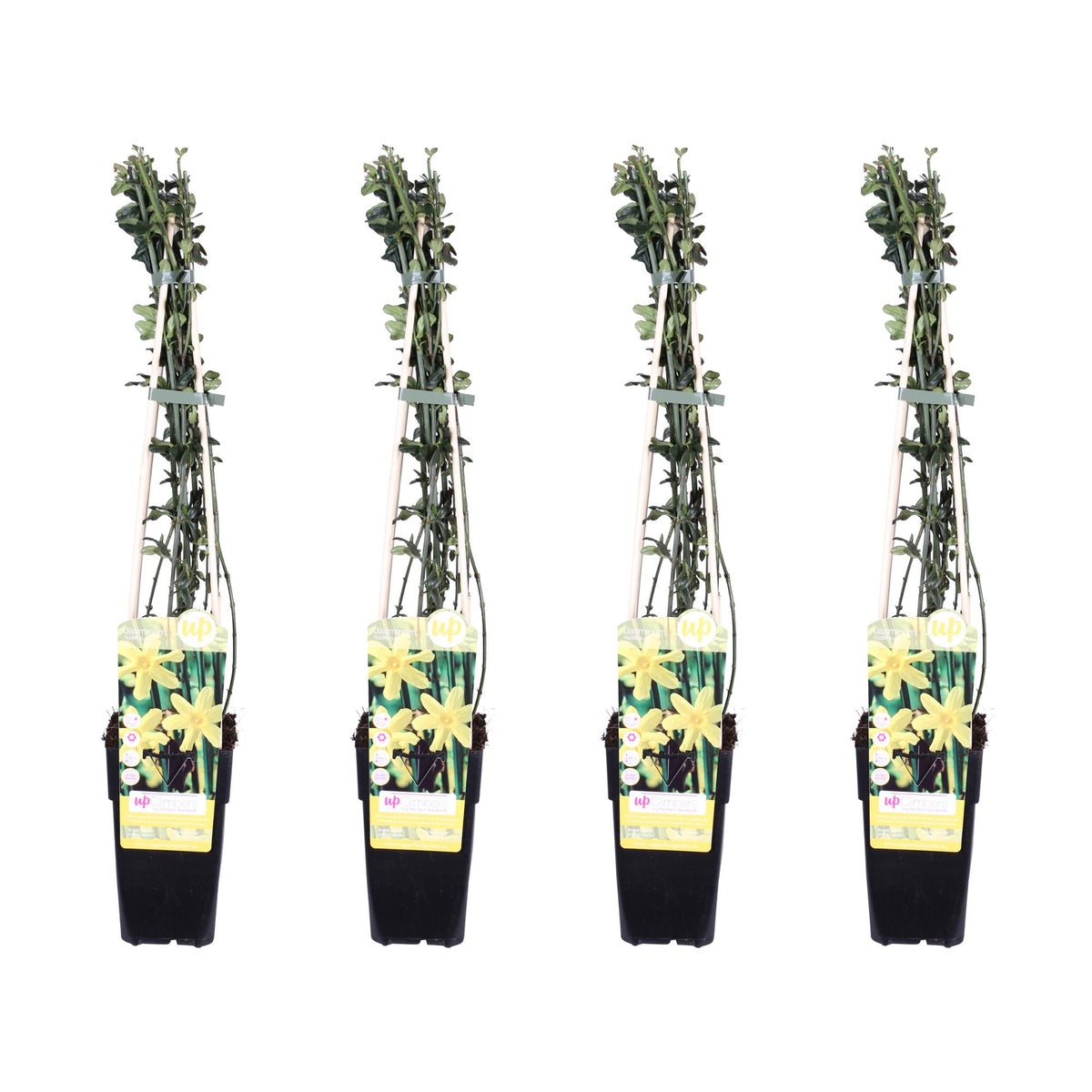 Jasminum nudiflorum (jasmine) – 4 plants, Ø15 cm, 65 cm high