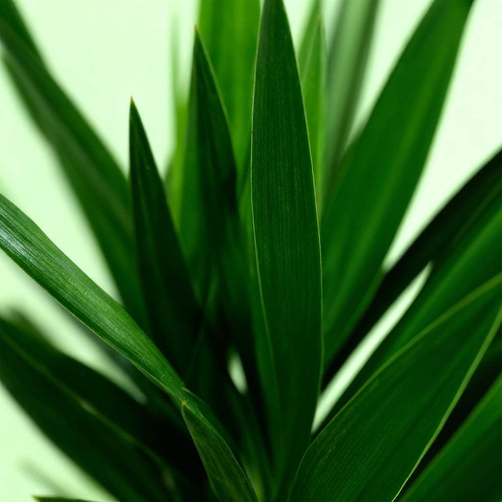 Yucca elephantipes – Ø 19 cm, 95 cm hoch