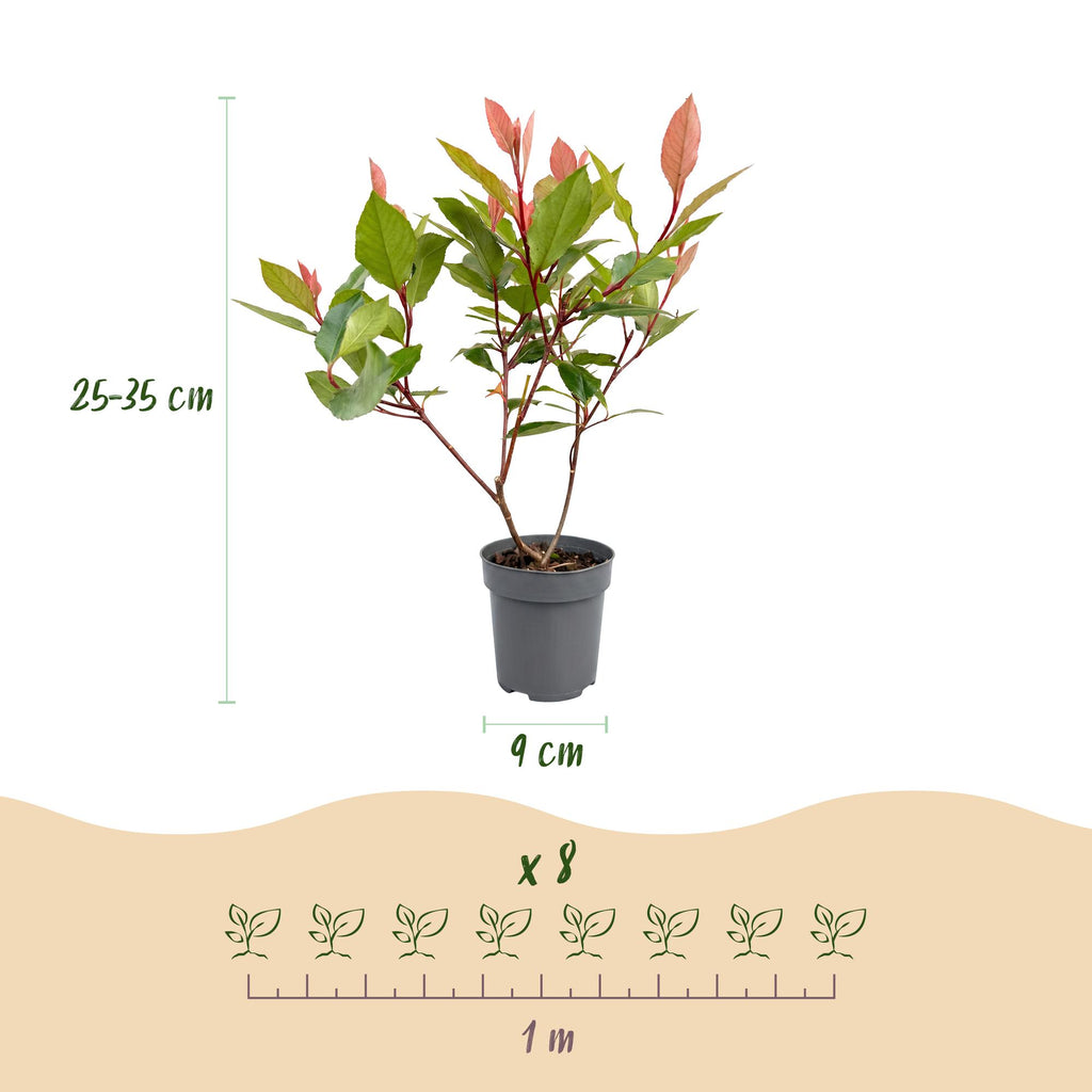 Photinia fraseri 'Little Red Robin' (photinia) – rouge – 16 plants, Ø9 cm, 25–35 cm de haut – photo 4