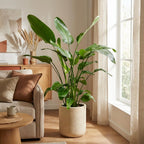 Strelitzia nicolai (hvid paradisfugleblomst) – Ø21 cm, 150 cm høj