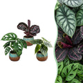 3× Jungpflanzen Dschungel-Mix inkl. Copper Reef – Ø6 cm, 10–15 cm hoch