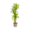 Dracaena fragrans Massangeana (dragebreg) – Ø30 cm, 170–190 cm høj