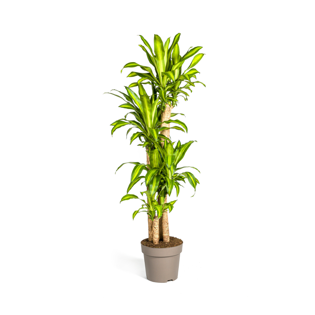 Dracaena fragrans Massangeana (Drachenbaum) – Ø 30 cm, 170–190 cm hoch