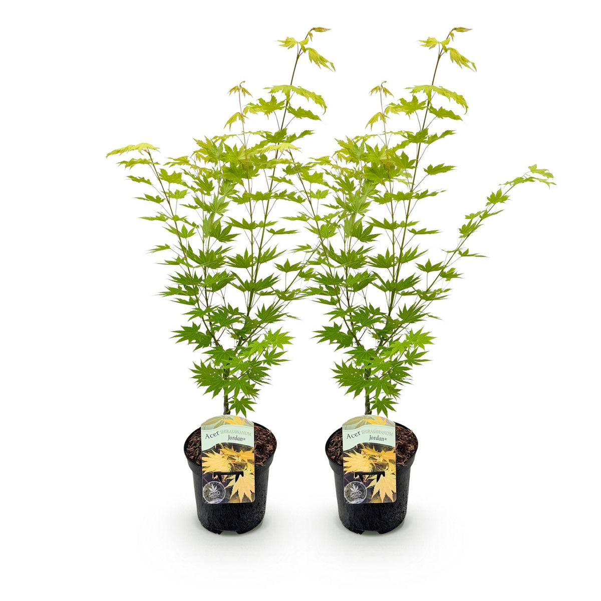 Acer palmatum 'Jordan' (Japanse esdoorn) – geel – 2 planten, Ø19 cm, 70 cm hoog