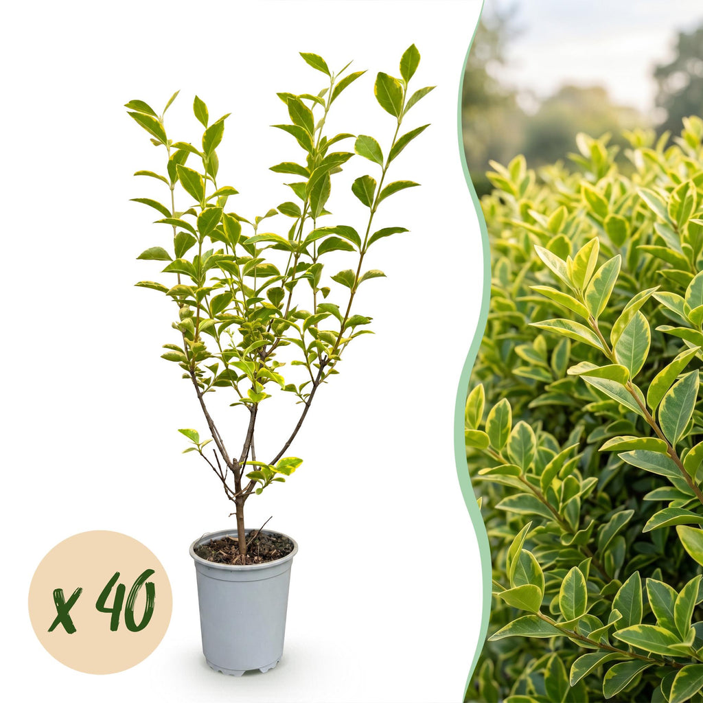 Ligustrum ovalifolium 'Aureum' (variegated privet) – 40 plants, Ø9 cm, 35–45 cm high