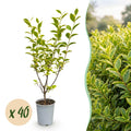 Ligustrum ovalifolium 'Aureum' (variegated privet) – 40 plants, Ø9 cm, 35–45 cm high