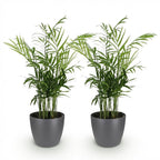 2× Goldene Palme (Dypsis) im grauen Pflanzgefäß – Ø 12 cm, 15 cm hoch