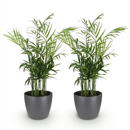2× Goldene Palme (Dypsis) im grauen Pflanzgefäß – Ø 12 cm, 15 cm hoch