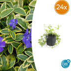Vinca minor 'Aureovariegata' (almindelig eføy) – 24 planter, Ø9 cm, 10–25 cm høje