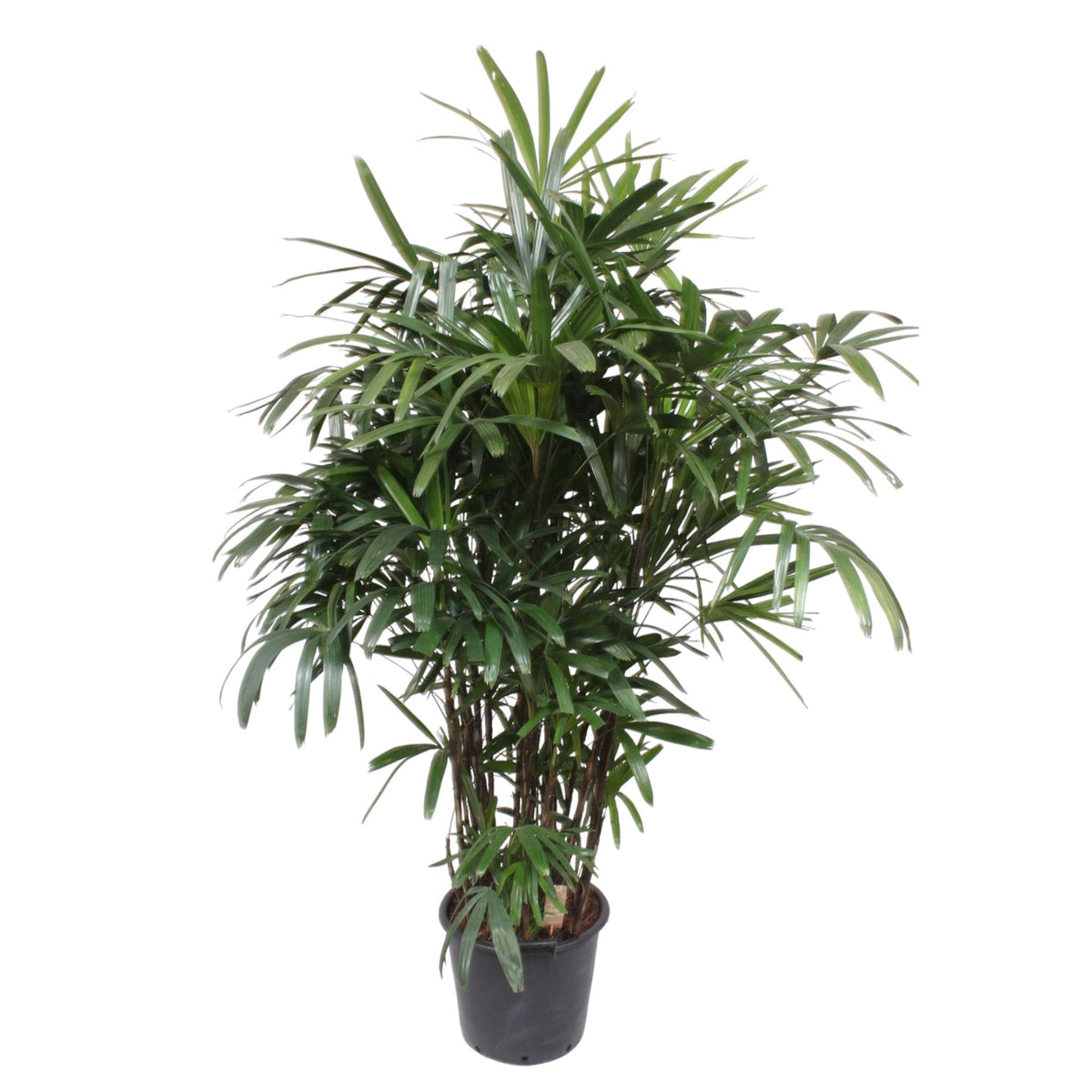 Rhapis Excelsa -200 cm (Rhapis-Palme) – Ø32 cm, 200 cm hoch