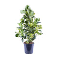Clusia Rosea White Star – Ø24 cm, 95 cm hoog