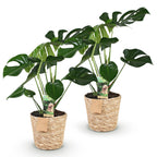 2× Monstera deliciosa (gatenplant) met mand – Ø17 cm, 50–55 cm hoog