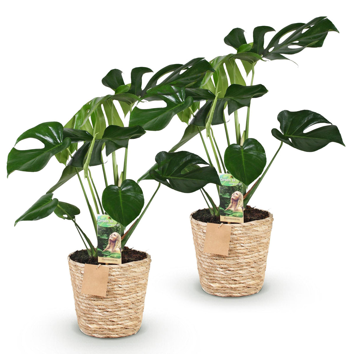 2× Monstera deliciosa (gatenplant) met mand – Ø17 cm, 50–55 cm hoog