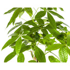 Pachira aquatica (money tree) – Ø21 cm, 90–110 cm tall