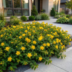 Hypericum calycinum (St. John's wort) – yellow – 24 plants, Ø11 cm, 15–25 cm high
