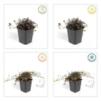 Acaena microphylla 'Kupferteppich' (Kleiner Stechling) – 60 Pflanzen, Ø9 cm, 10–25 cm hoch