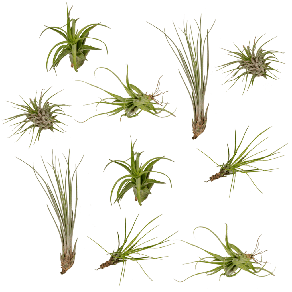 10× Tillandsia Air mix (luchtplantje) – Ø6 cm, 6 cm hoog