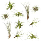 10× Tillandsia Air mix (luchtplantje) – Ø6 cm, 6 cm hoog