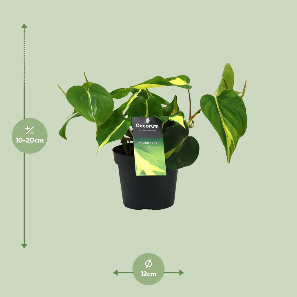 Philodendron Brasil Scandens – Ø 12 cm, 20 cm hoch