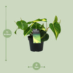 Philodendron Brasil Scandens – Ø 12 cm, 20 cm hoch