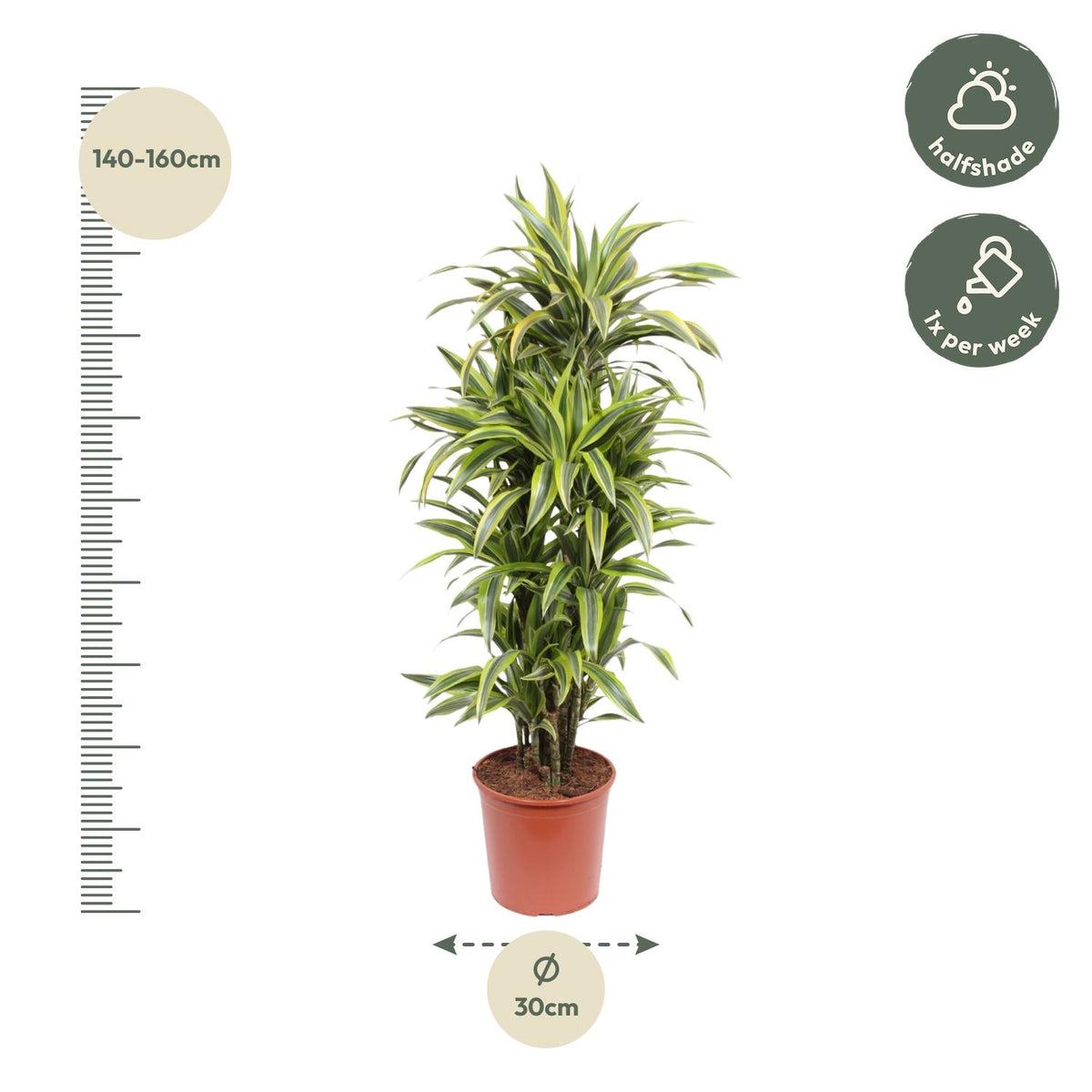 Dracaena Lemon Lime (drakenboom) – Ø30 cm, 150 cm hoog