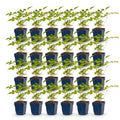 Astilbe 'Europa' (astilbe) – rose – 24 plantes, Ø11 cm, 15–25 cm de haut