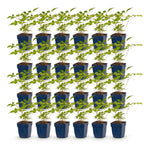 Astilbe 'Europa' (astilbe) – rose – 24 plantes, Ø11 cm, 15–25 cm de haut