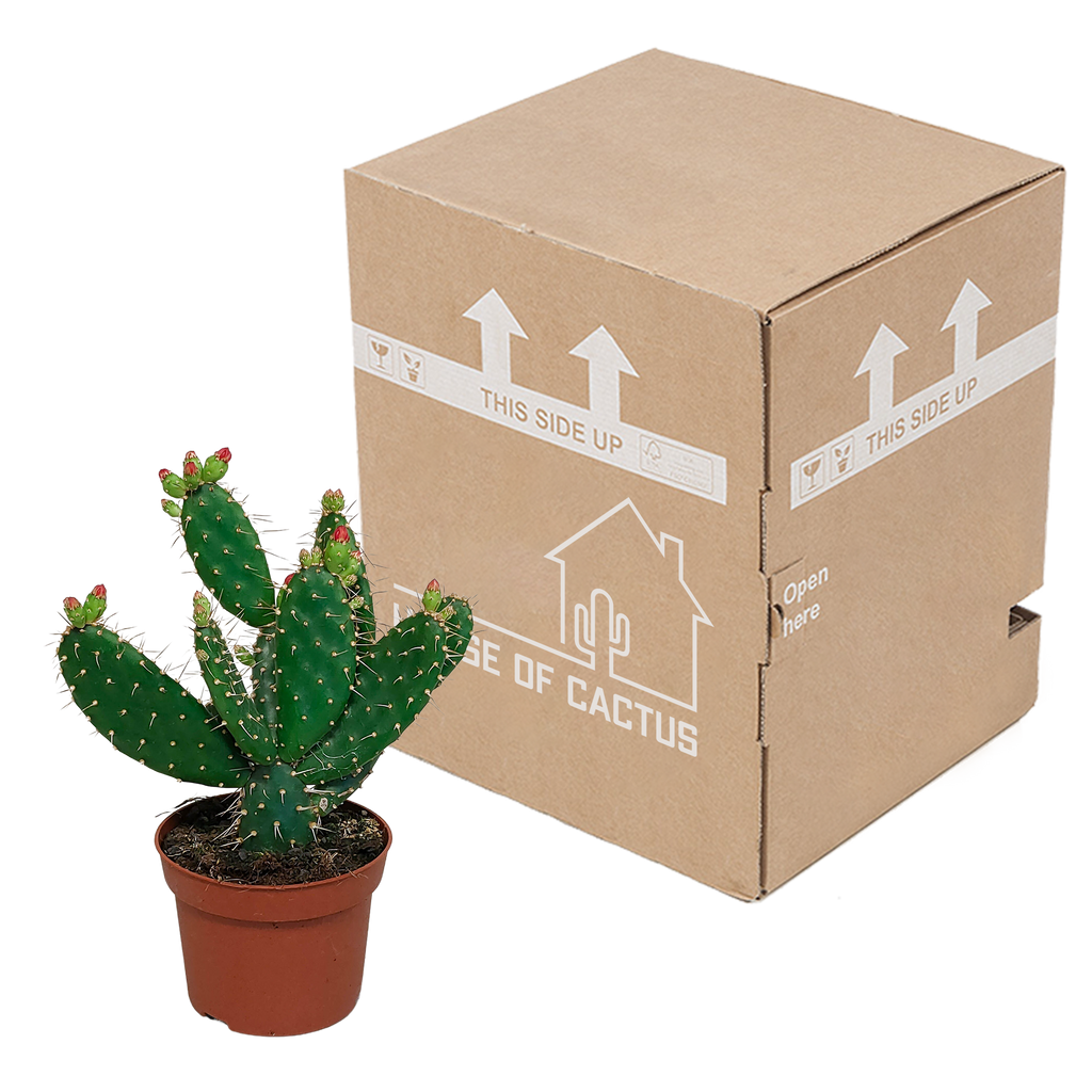 Opuntia quitensis (skivekaktus) – Ø12 cm, 30 cm høj