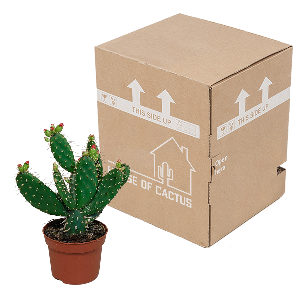 Opuntia quitensis (skivekaktus) – Ø12 cm, 30 cm høj