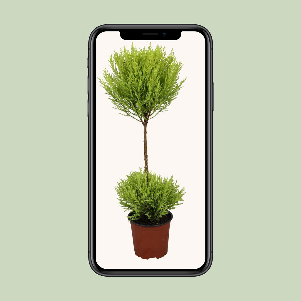 Cupressus Goldcrest Wilma (cyprès d'intérieur) – Ø14 cm, 60 cm de haut – photo 4