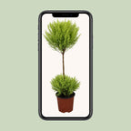 Cupressus Goldcrest Wilma (cyprès d'intérieur) – Ø14 cm, 60 cm de haut